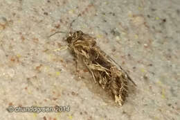 Image of Cutworm