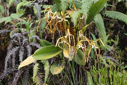 Image of Maxillaria speciosa Rchb. fil.