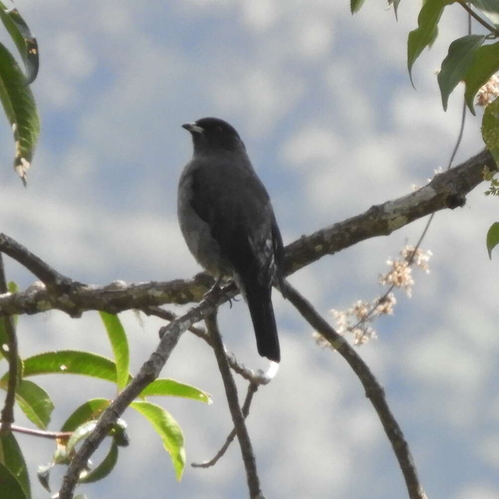 Image of Crested Cotingas