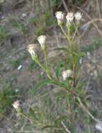 Image of Baccharis pulchella Sch. Bip.