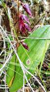 Image of Stelis restrepioides (Lindl.) Pridgeon & M. W. Chase