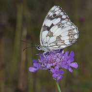 Image of marbled white