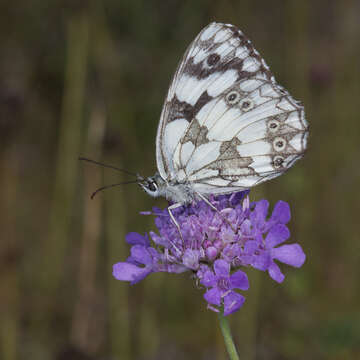 Image of marbled white