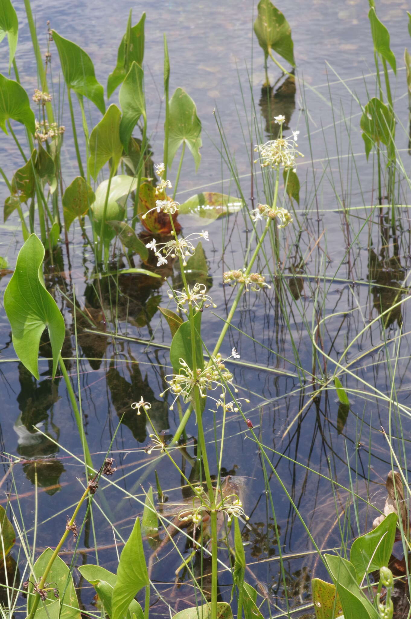 Image of Limnophyton angolense Buchenau