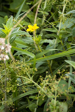 Image of Lipotriche scandens (Schum.) Orchard