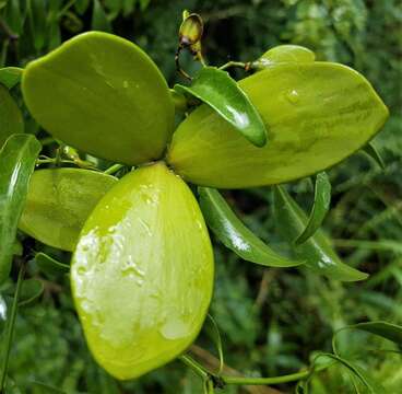 Image of Pristimera longipetiolata (Oliv.) N. Hallé