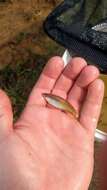 Image of Crimson-spotted rainbowfish