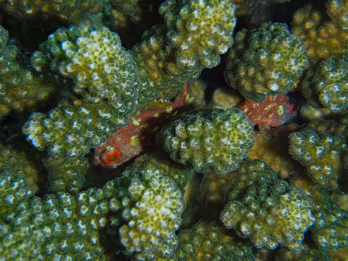 Plancia ëd Sebastapistes cyanostigma (Bleeker 1856)