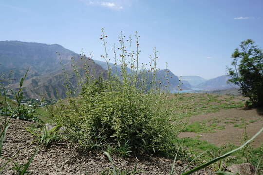 Image of Scrophularia variegata M. Bieb.