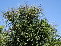 Imagem de Coprosma crassifolia Colenso