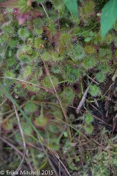 Image of Common Sundew