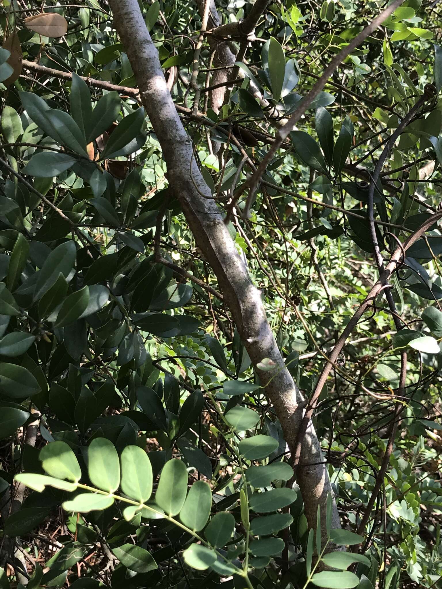 Image of Albizia corniculata (Lour.) Druce