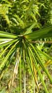 Imagem de Cyperus prolixus Kunth