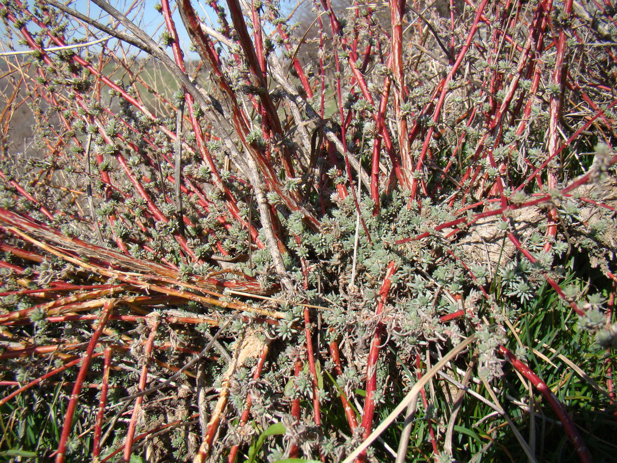 Image of forage kochia