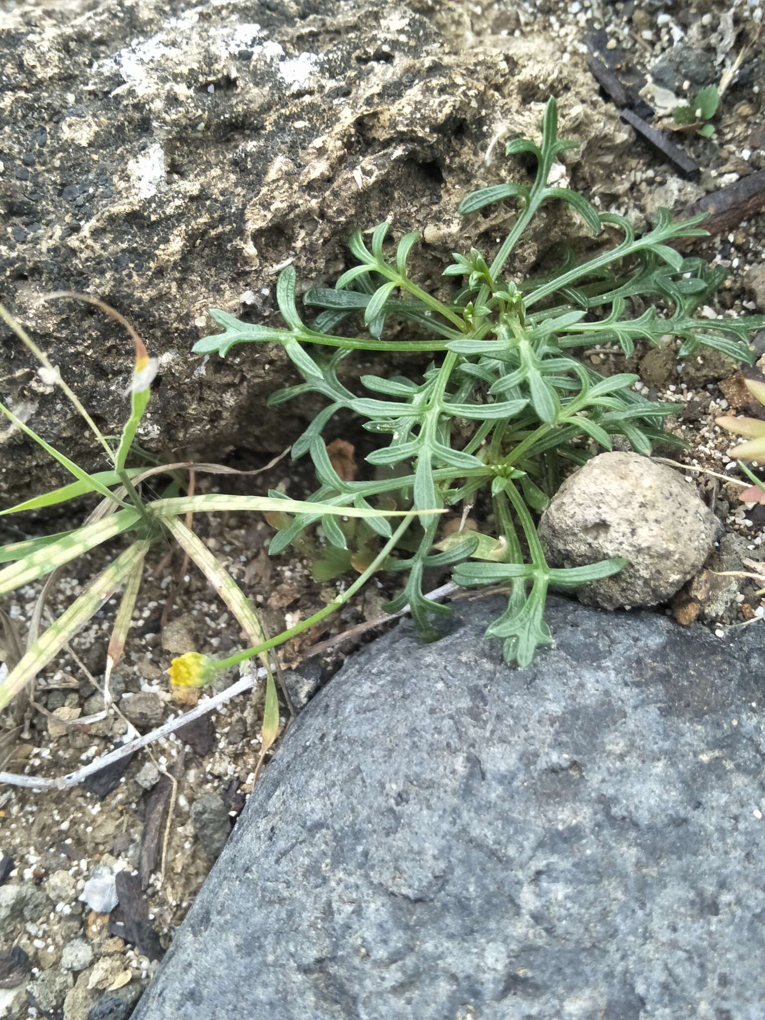 Image of cobbler's tack