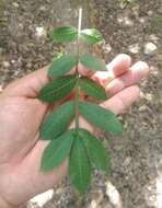 Image of Bursera ariensis (Kunth) Mc Vaugh & Rzedowski