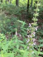 Image of Stachys iltisii J. B. Nelson