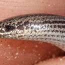 Image of Common Burrowing Skink