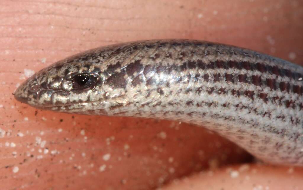 Image of Common Burrowing Skink