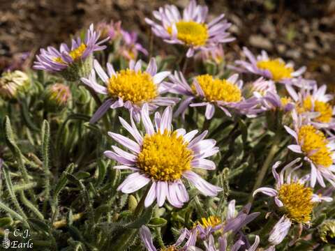 Erigeron poliospermus A. Gray resmi