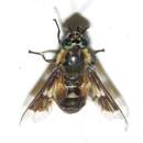 Chrysops excitans Walker 1850的圖片