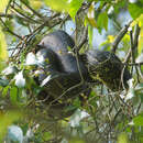 صورة Morelia spilota spilota (Lacépède 1804)