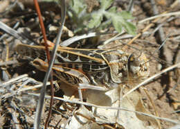 Image of Red-shanked Grasshopper