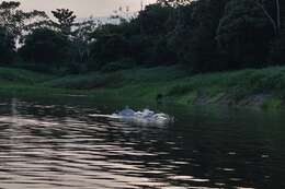 Image of Amazon River Dolphin