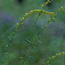 Image of gray goldenrod