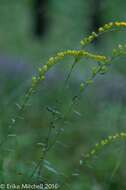 Image of gray goldenrod