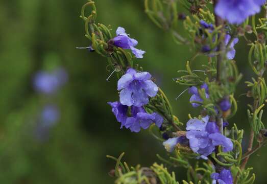 Image of Turpentine Mint-bush