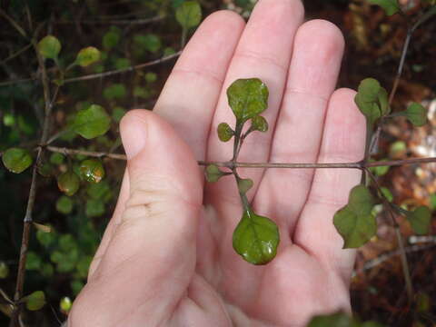 Image de Coprosma arborea Kirk