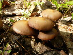 Image of Psathyrella spadiceogrisea (Schaeff.) Maire 1937