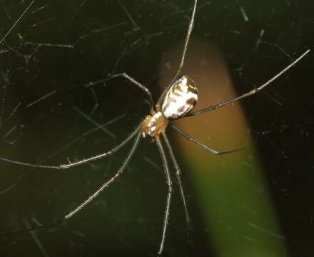 Image of Filmy dome spider