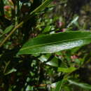 Imagem de Dodonaea viscosa subsp. spatulata (Smith) J. West