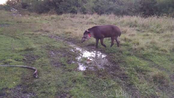 Image of Brazilian Tapir