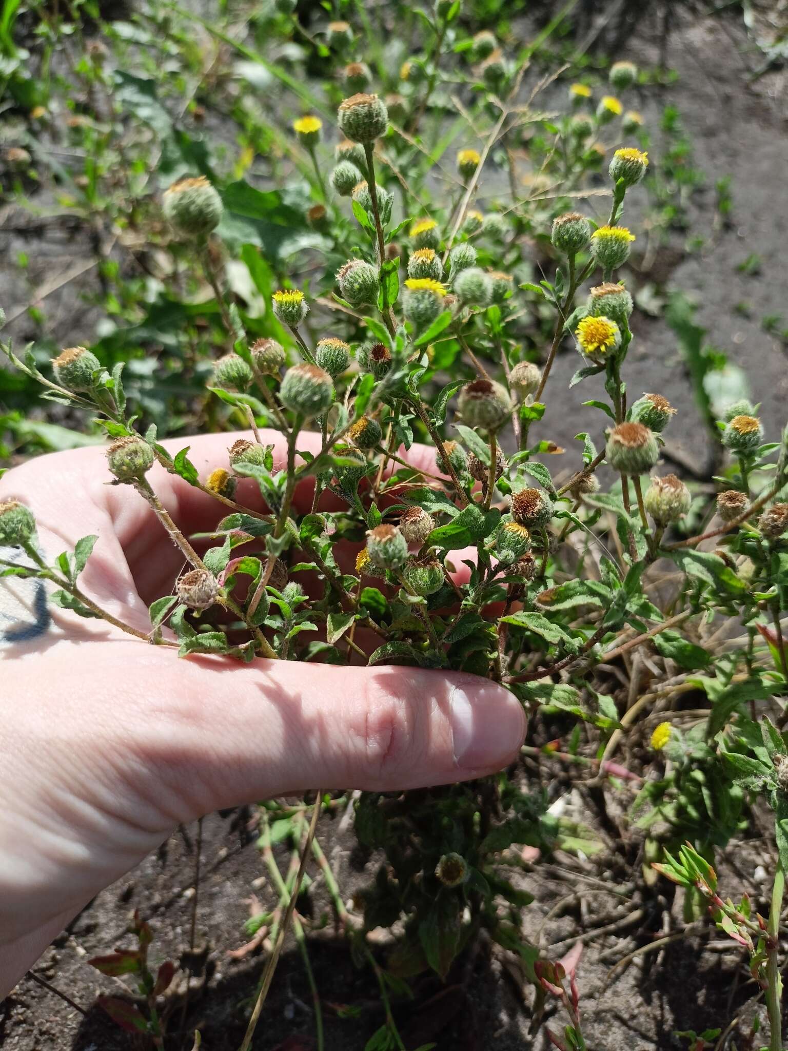 Image of Small Fleabane