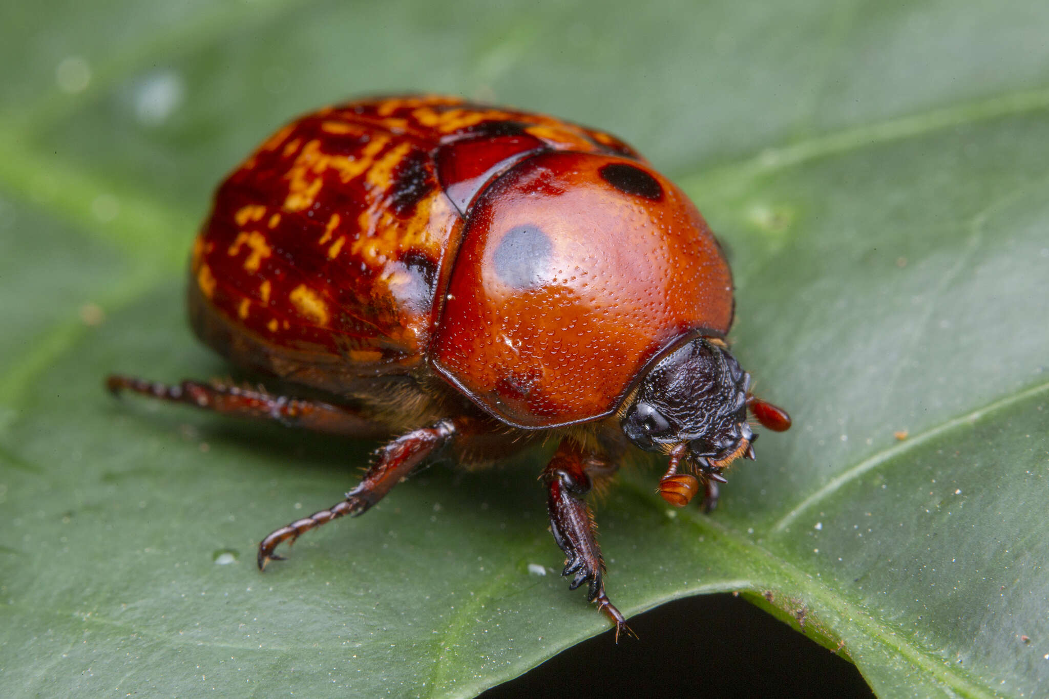 Imagem de Parastasia bimaculata (Guérin-Méneville 1843)