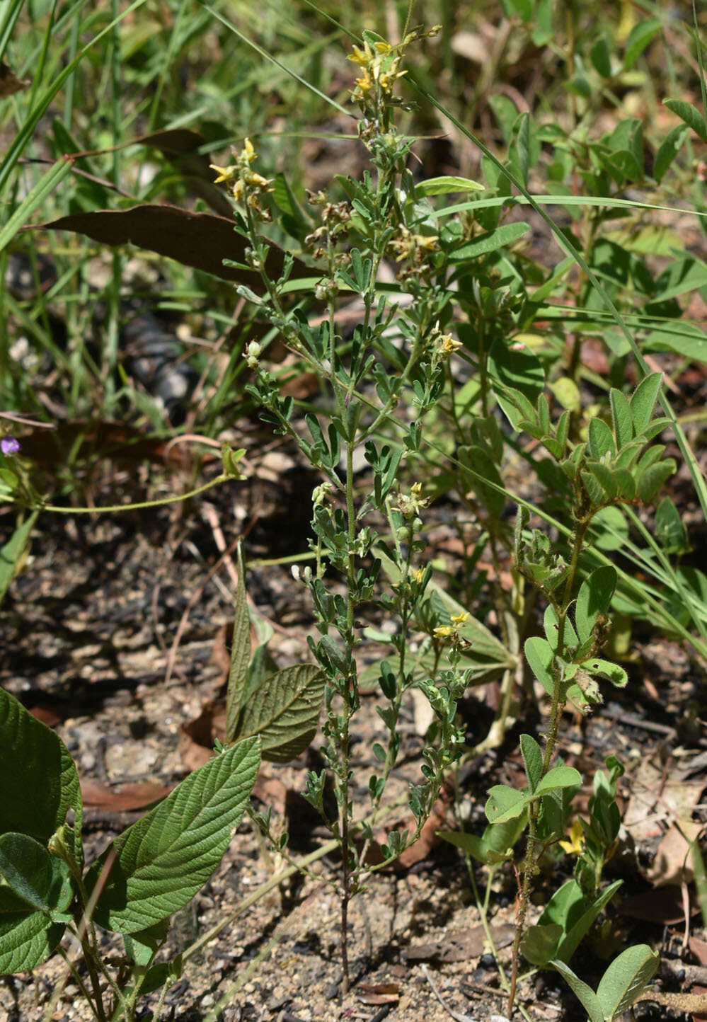 Imagem de Crotalaria medicaginea var. medicaginea