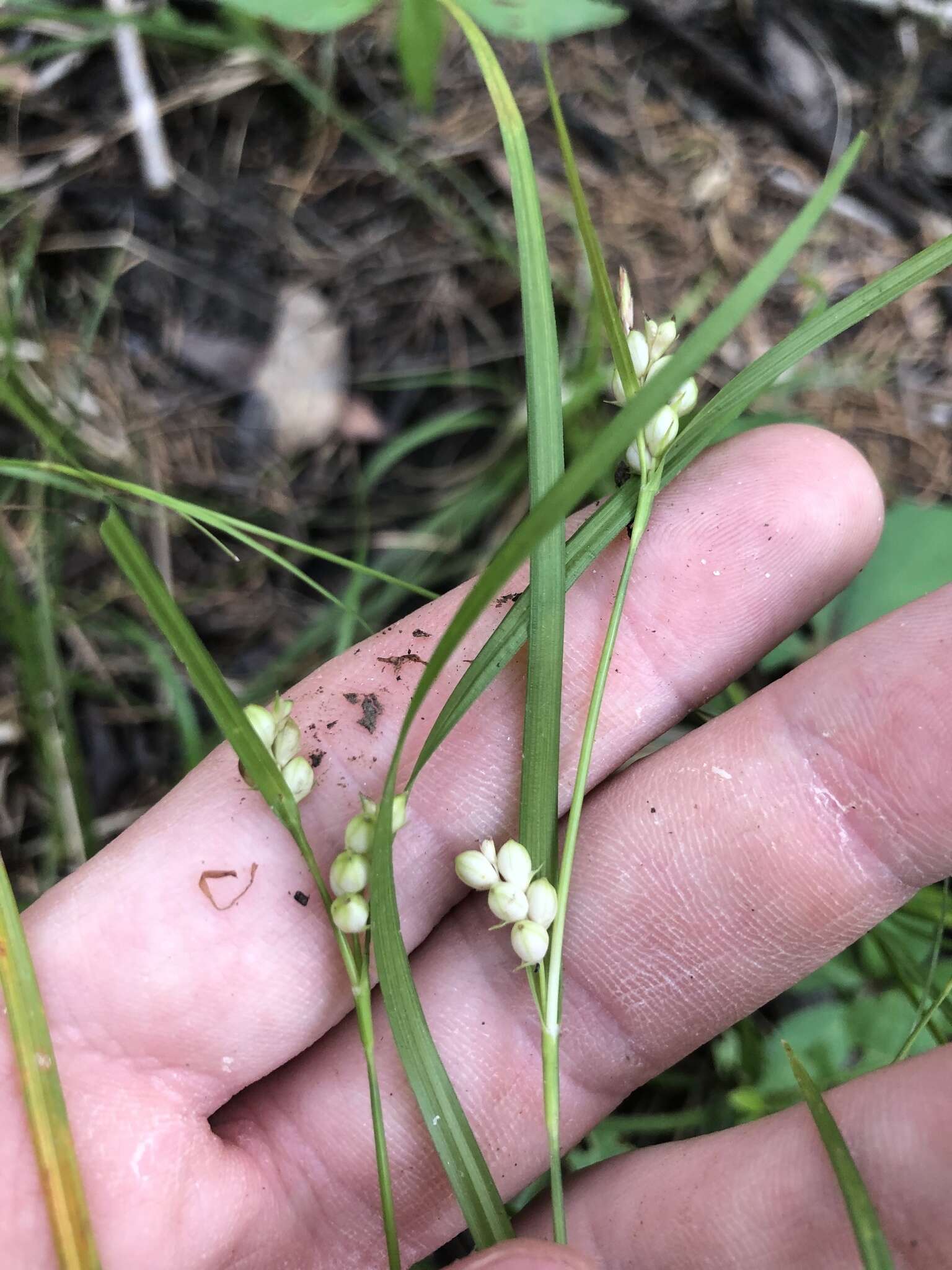 Image of False Hair Sedge