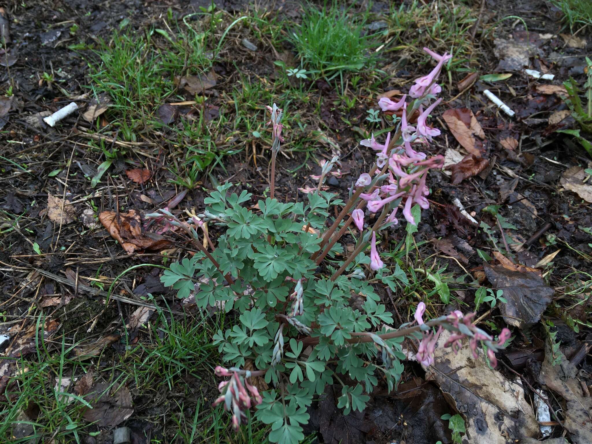 Image of Corydalis glaucescens Regel