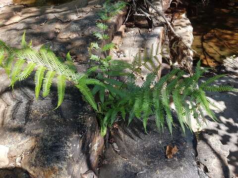 Sivun Pteris catoptera Kunze kuva