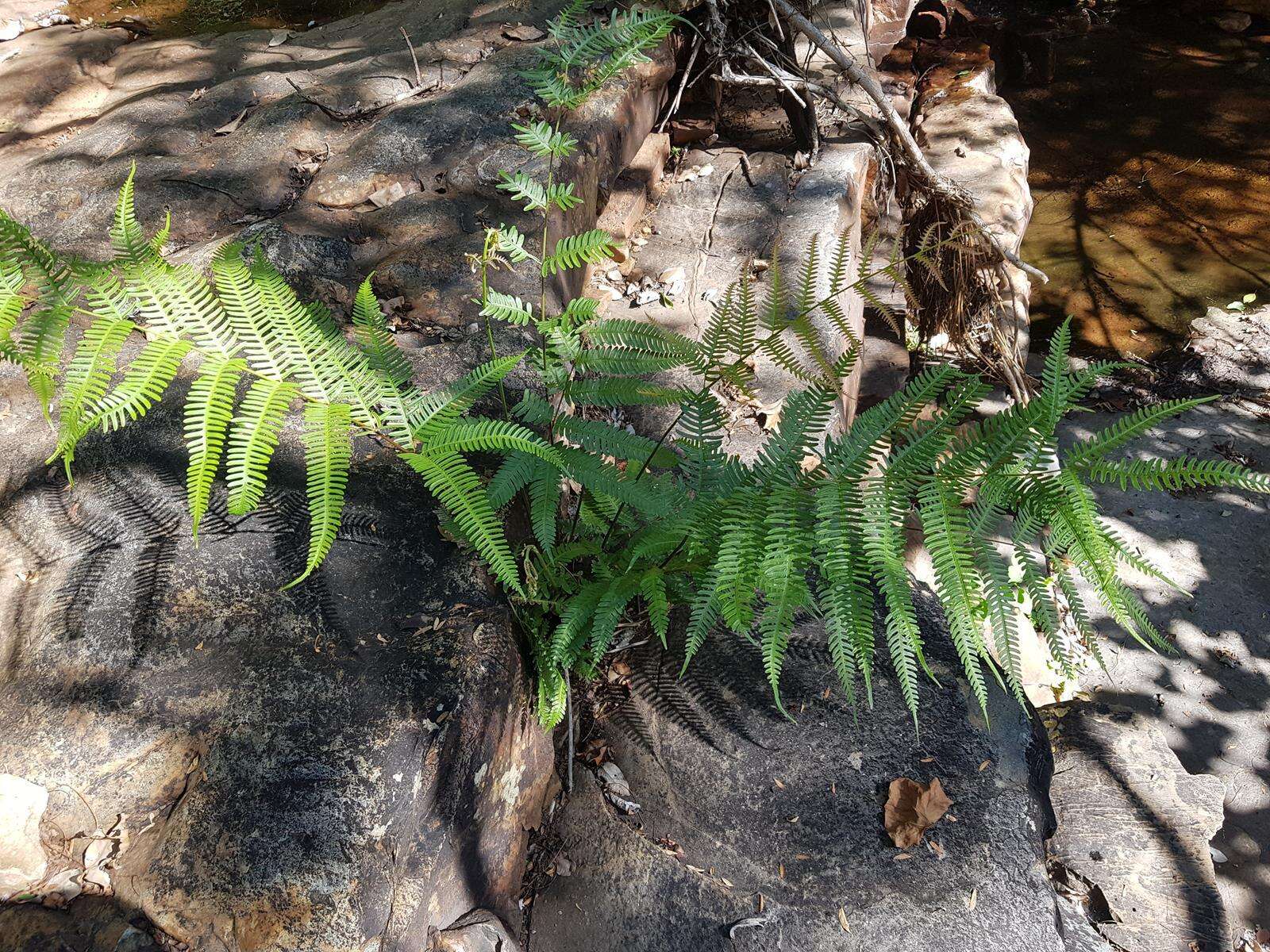 Image of Pteris catoptera Kunze