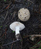 Image of Saproamanita pruittii (A. H. Sm. ex Tulloss, J. Lindgr. & D. Arora) Redhead, Vizzini, Drehmel & Contu 2016