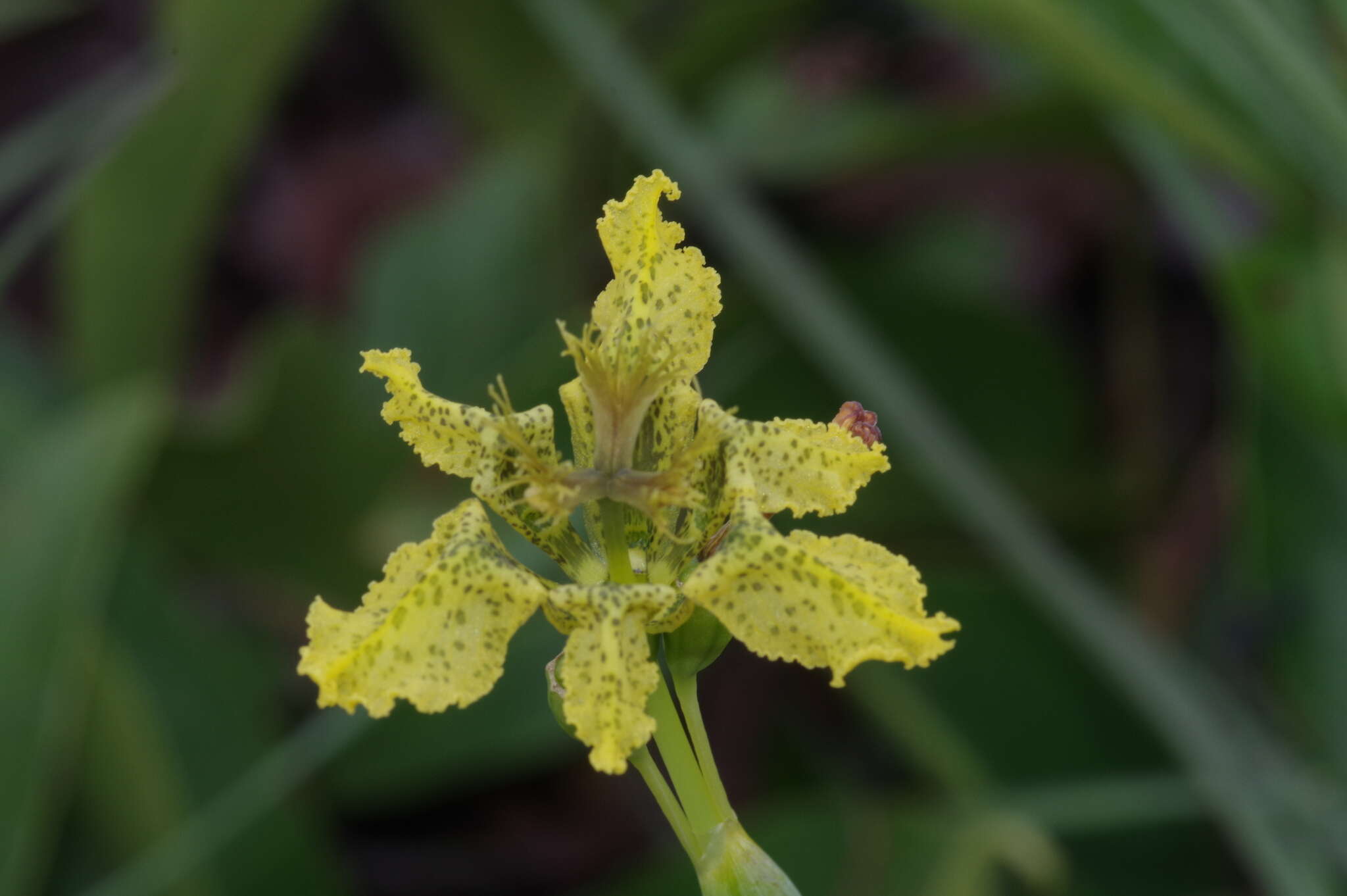 Image of Ferraria welwitschii Baker