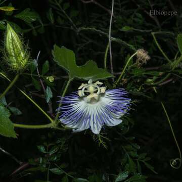 Passiflora arizonica (Killip) D. H. Goldman的圖片