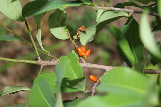 Image of Erythroxylum mexicanum Kunth