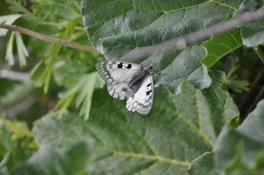 Image of Parnassius ariadne (Lederer 1853)