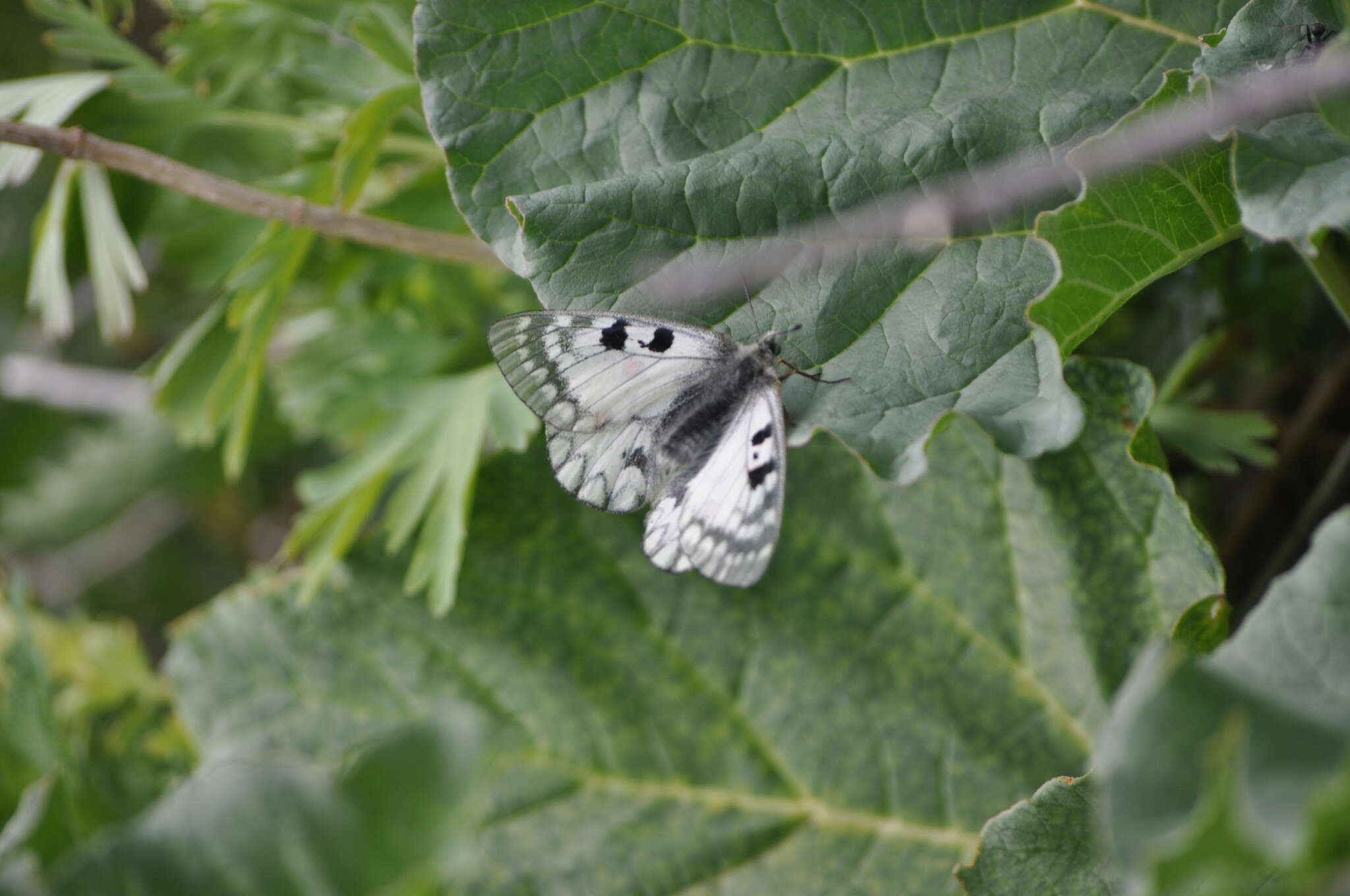 Parnassius ariadne (Lederer 1853) resmi