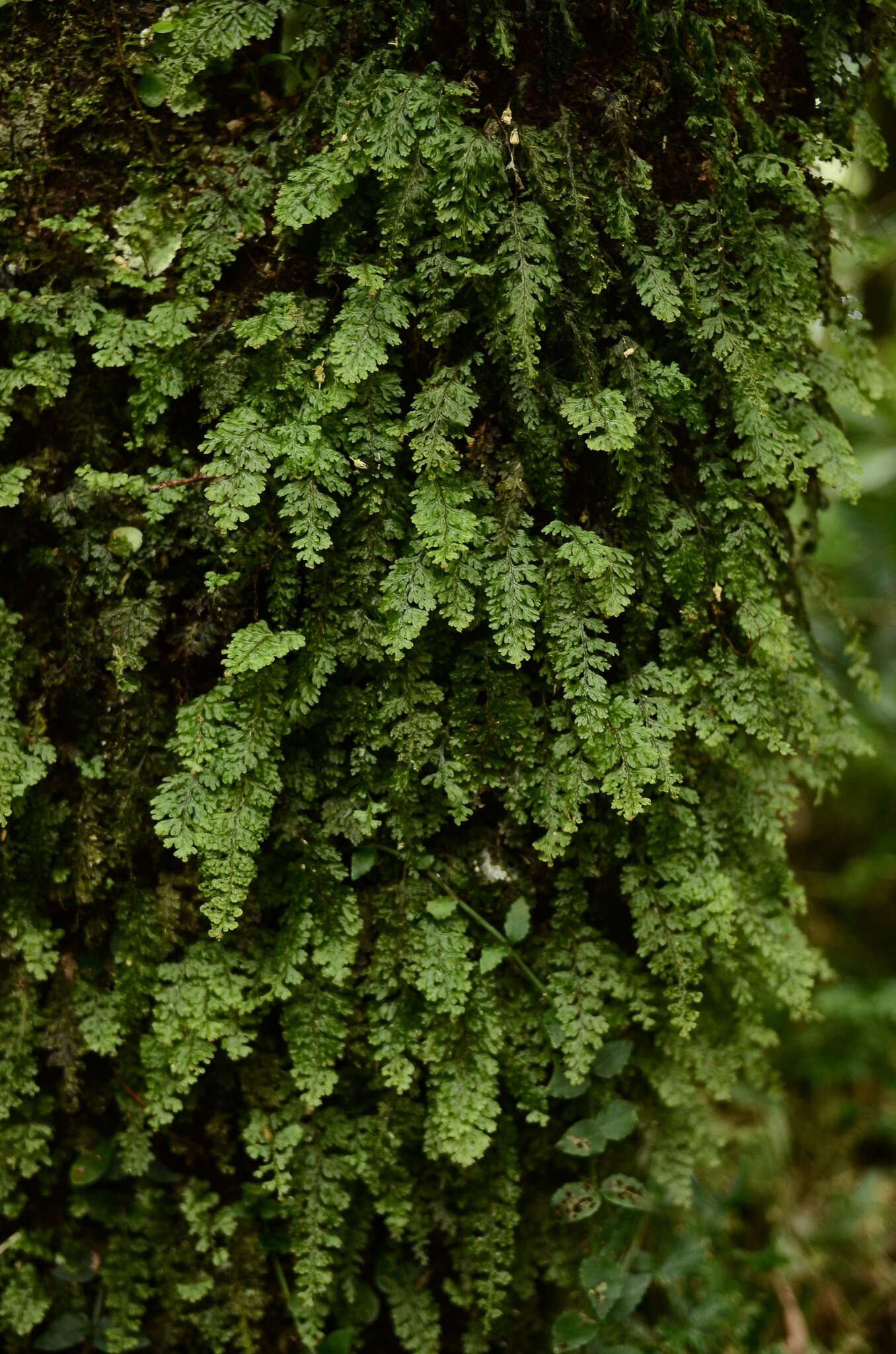 Image of Hymenophyllum barbatum (v. d. Bosch) Bak.